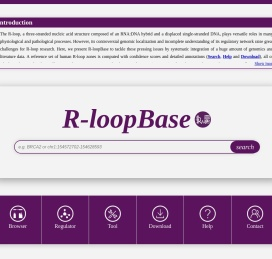 R-loopBase